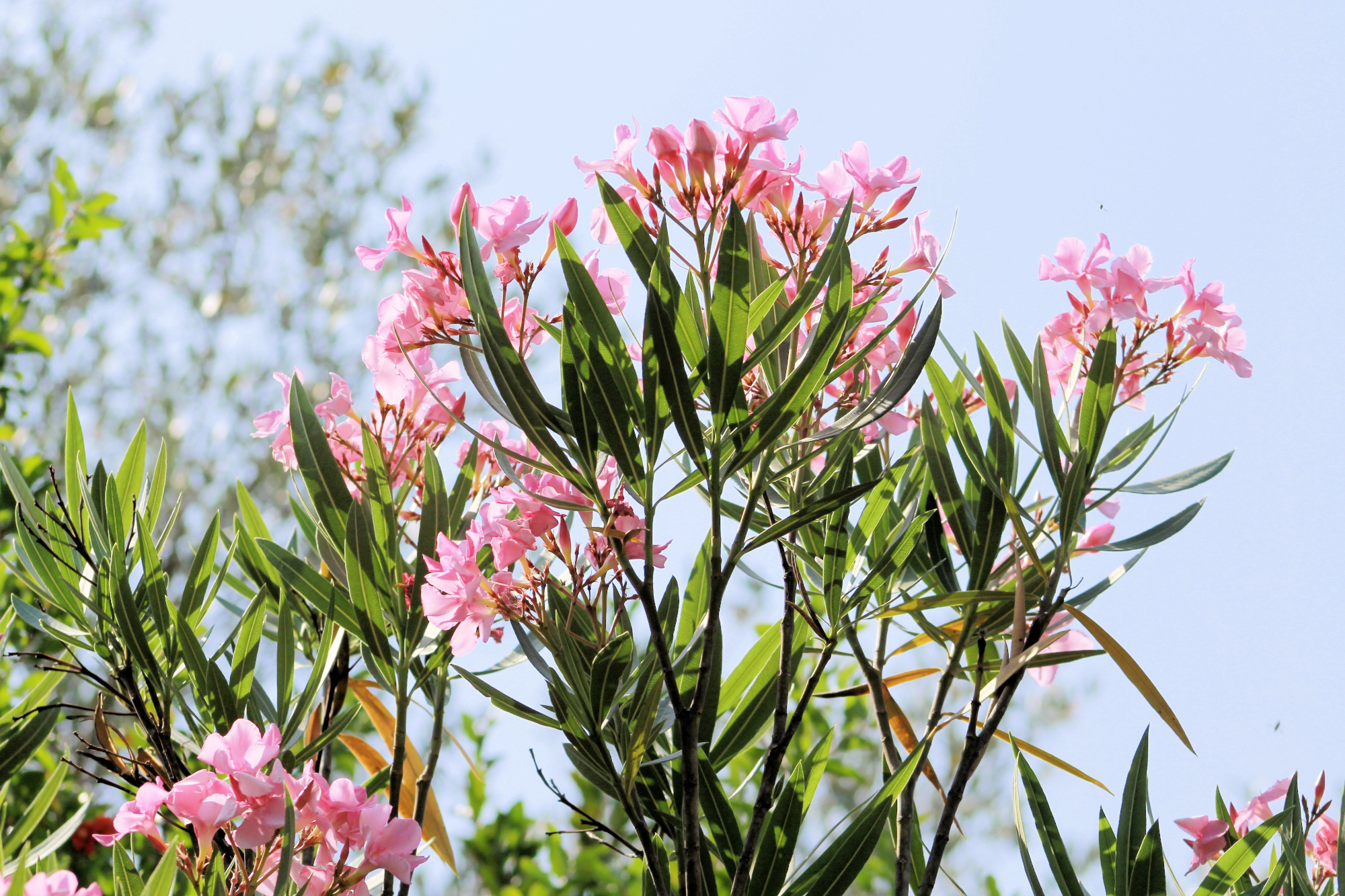 Postavili smo leseno stavbo in posadili oleander v okolici